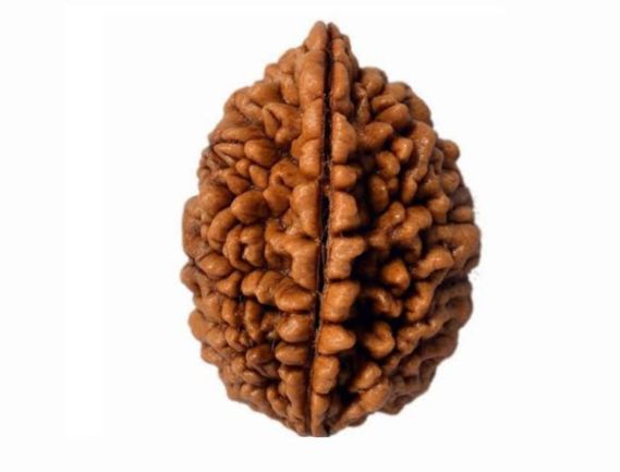 Manufacturer, Exporter, Importer, Supplier, Wholesaler, Retailer, Trader of Ek Mukhi Rudraksh in New Delhi, Delhi, India.