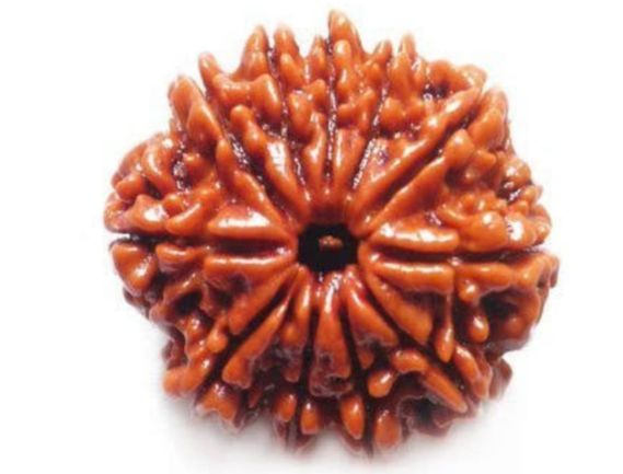 Manufacturer, Exporter, Importer, Supplier, Wholesaler, Retailer, Trader of 11 Mukhi Rudraksh in New Delhi, Delhi, India.