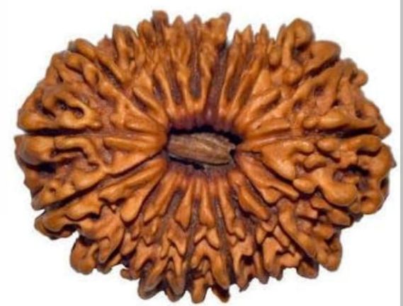 Manufacturer, Exporter, Importer, Supplier, Wholesaler, Retailer, Trader of 18 Mukhi Rudraksh in New Delhi, Delhi, India.