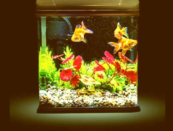 Manufacturer, Exporter, Importer, Supplier, Wholesaler, Retailer, Trader of Fish Tank in New Delhi, Delhi, India.