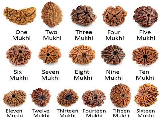 Manufacturer, Exporter, Importer, Supplier, Wholesaler, Retailer, Trader of Rudraksha in New Delhi, Delhi, India.